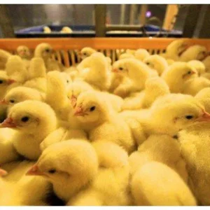 Vaccinated Day Old Broiler Chicks