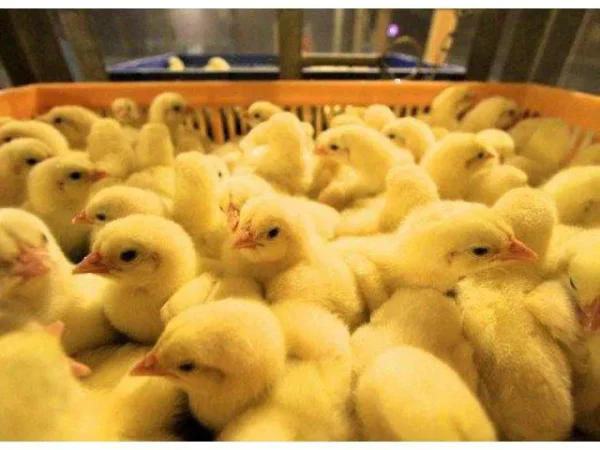 Vaccinated Day Old Broiler Chicks