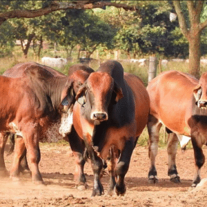 Brahman Cattle