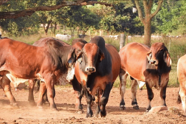 Brahman Cattle