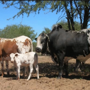 Nguni Cattle