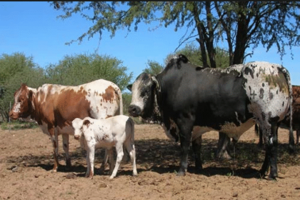 Nguni Cattle