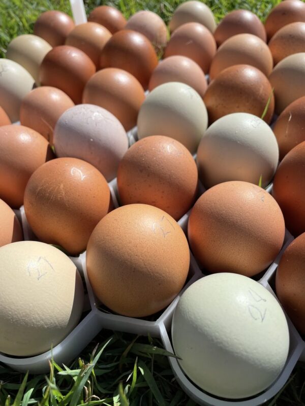Table eggs