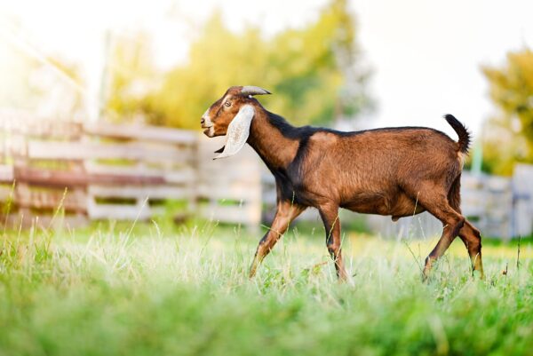 Anglo Nubian Goats