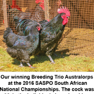 Australorps