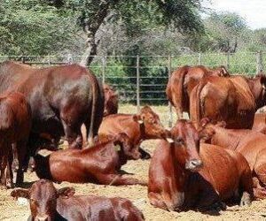 BONSMARA COWS BULLS/HEIFERS/CALVES
