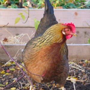 Brown Leghorn