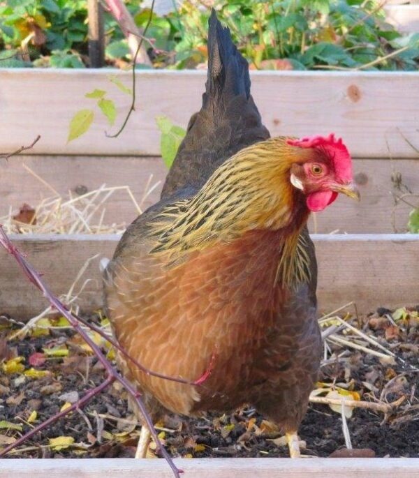 Brown Leghorn