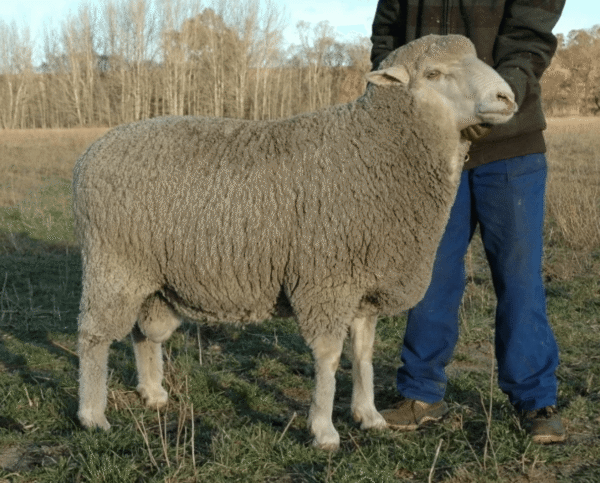 Full Blood Merino Sheep
