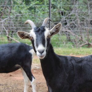 Alpine Goats ( Milk Goats)