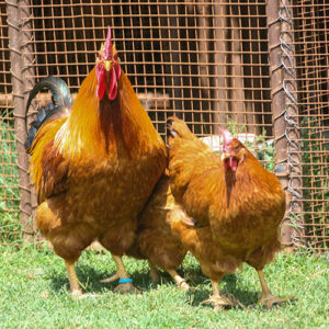 Koekoeks
