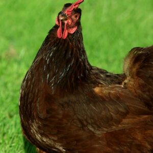 Rhode Island Red
