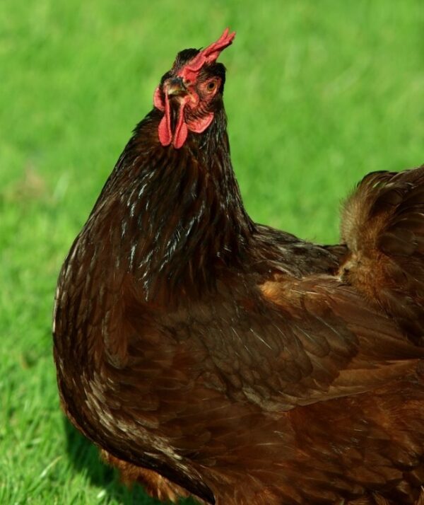 Rhode Island Red