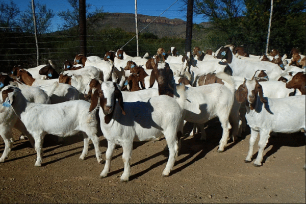 Boer Goat & Dorper Sheep - Image 2