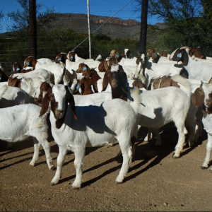 Boer Goat & Dorper Sheep