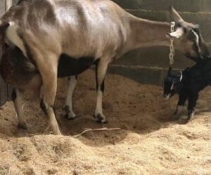 ALPINE GOATS ( MILK GOATS)