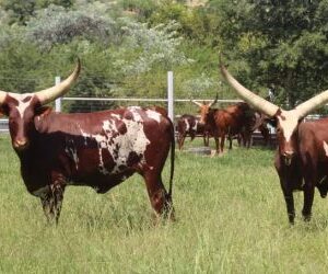 ANKOLE CATTLE BULL/HEIFERS/CALVE