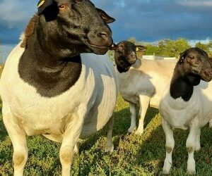 BLACK HEAD DORPER SHEEP