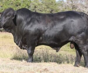 BRANGUS CATTLE