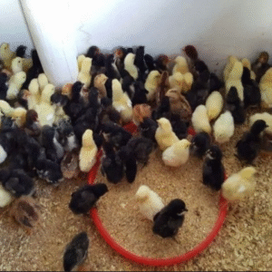 Sexed female Chicks