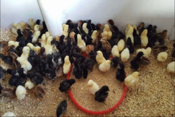 Sexed female Chicks