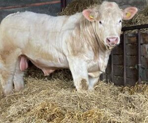 charolais bulls/heifers/calves