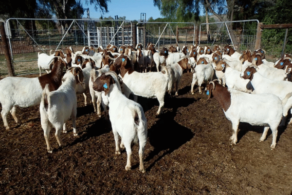 Boer Goat & Dorper Sheep - Image 3