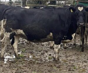 HOLSTEIN FRIESIAN CATTLE