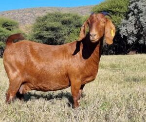 KALAHARI RED GOATS