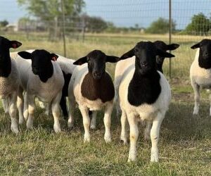 BLACK HEAD DORPER LAMBS