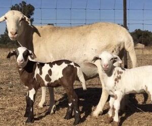 MEATMASTER SHEEP ( RAMS / EWES)