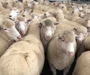 MERINO WOOL SHEEP