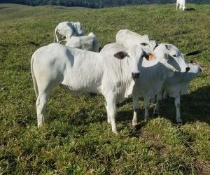 Nelore or Nellore cattle