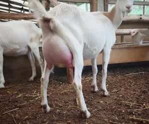 SAANEN MILK GOATS