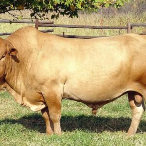 Tuli Cattle