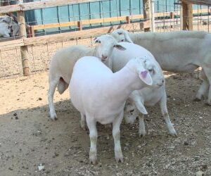 WHITE HEAD DORPER SHEEP ( EWES / RAM )